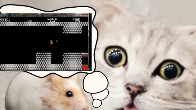 Хомяк Марио (Анимация) [ hamster - Super Mario ] 仓鼠 超级马 スーパーマリオブラザーズ里奥