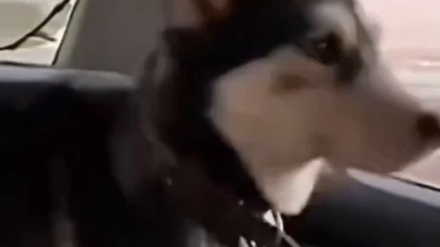 Вы собака не теряли