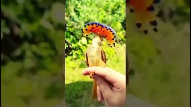 1000048545.mp4