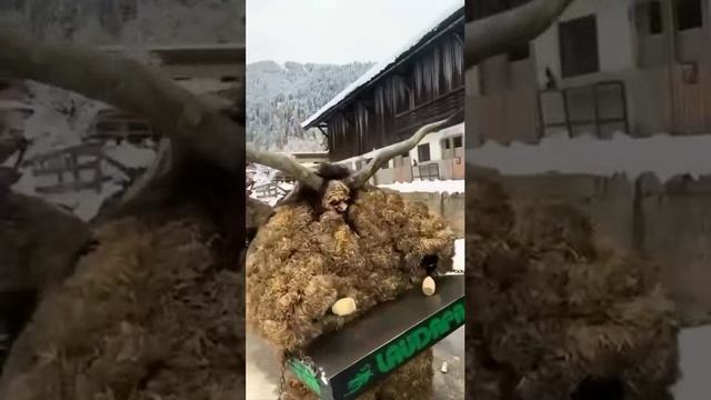 На улицах Австрии