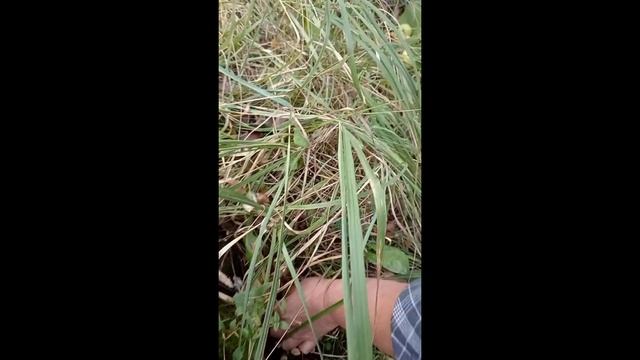 😆🏡🍄БЕЛАРУСКАЯ ДЕРЕВЕНЬКА. СУХОЙ СЕНТЯБРЬ 2024. ГРИБАЛКА ПРЯМО У ДОМА. ОПЯТА НА ПЕНЬКЕ. БРАСЛАВЩИНА
