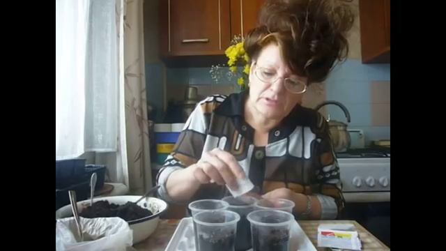 Посев корневого сельдерея в стаканы.