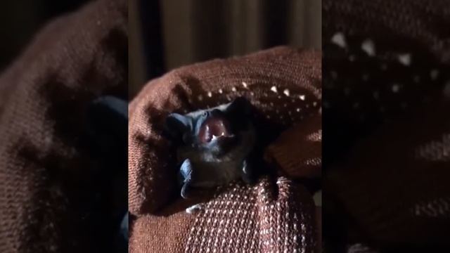 🦇В Бирюлёво на улице Михневская летучая мышка решила перезимовать на занавесках в квартире🦇