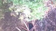 На кадрах – оператор боевого БпЛА уничтожает блиндаж боевиков ВСУ в Харьковской области.
