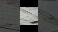 журналы насекомые 44 45