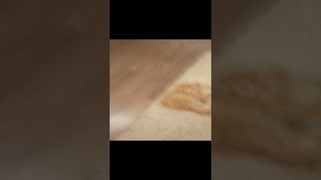 котята малыши