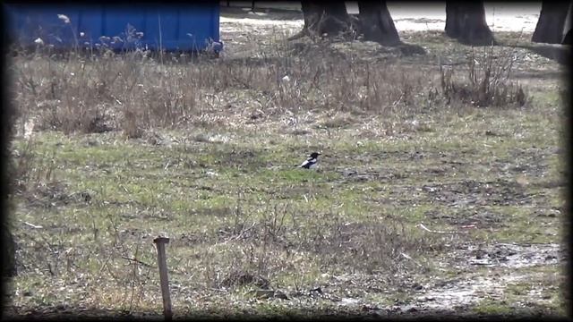 Сорока копака