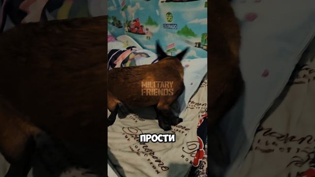 Щенок МалинуА #щенок#малинуа #бельгийскаяов#соьаки #шутка #когданечегоснимать #жилибыли