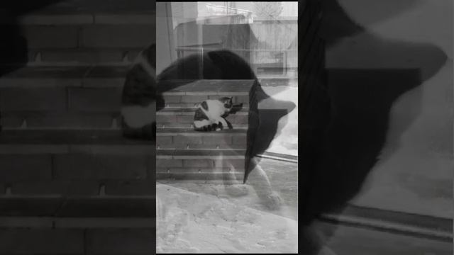 VID-20241201-WA0089.mp4