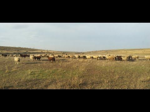 Новокубанка (Одесса)