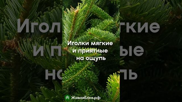 Пихта Фразера — обзор особенностей вида | ЖиваяЁлка.рф