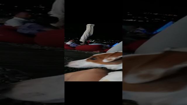 Альфа в Ялте