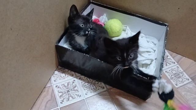 Котята 1,5 месяца отдаем в добрые руки