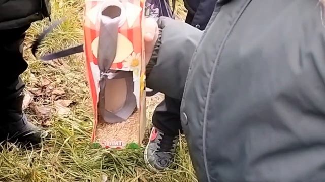 Синичкин день