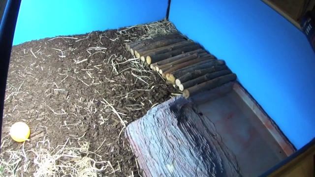 FEEDING YOUR TORTOISE+ Q&A