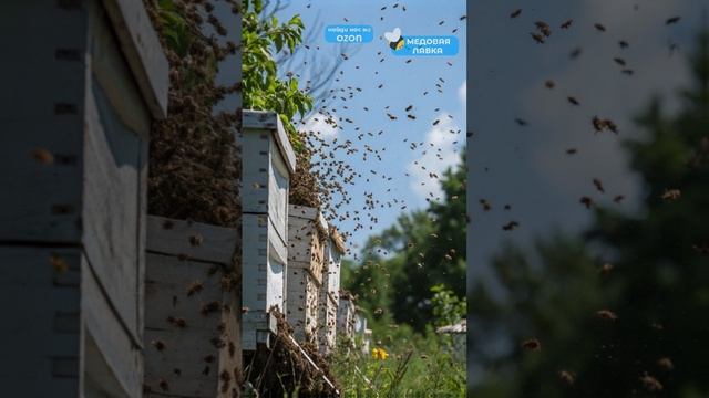 Улей без КОРОЛЕВЫ!? 🍯🐝 #пчелы #факты #здоровье #мёд #пчеловодство #топ #еда #пп #рек #bee