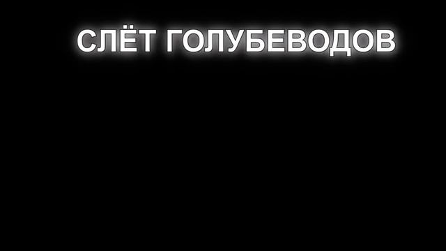 Очередной слёт голубеводов г.Узловая