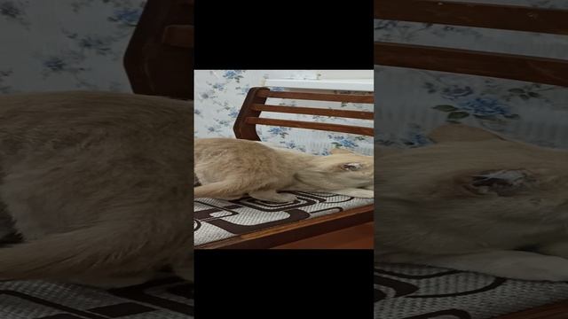 Мурка обижается, что её не пускают на кровать 😊
