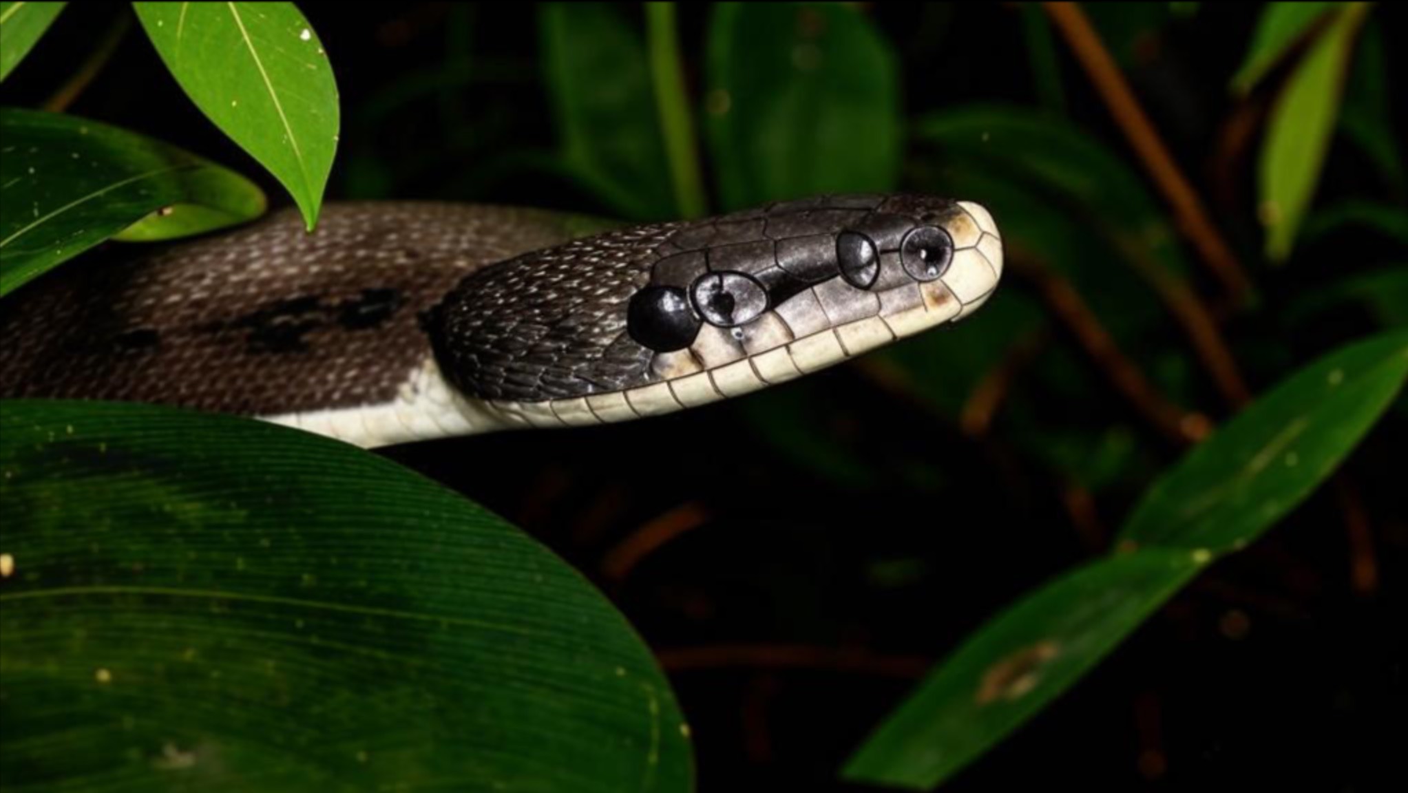 Всё о змеях - символе Нового года