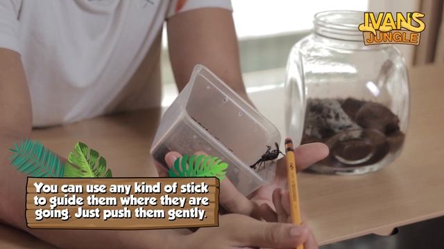 SCORPIONS FOR BEGINNERS - HOW TO TAKE CARE OF YOUR ASIAN FOREST SCORPION - IVANS JUNGLE