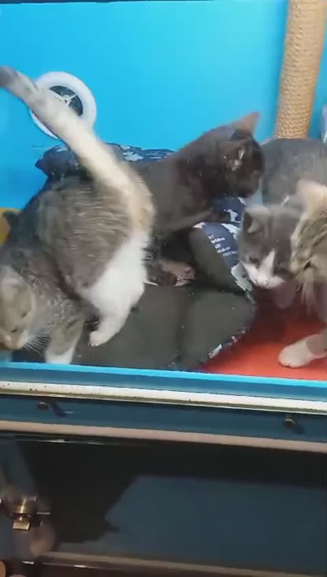 02.12  Котята из Калитино