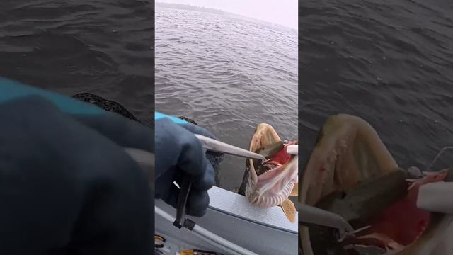 большому куску и рот радуется #рыбалка #отдых