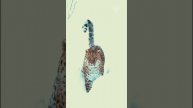 Дальневосточный леопард