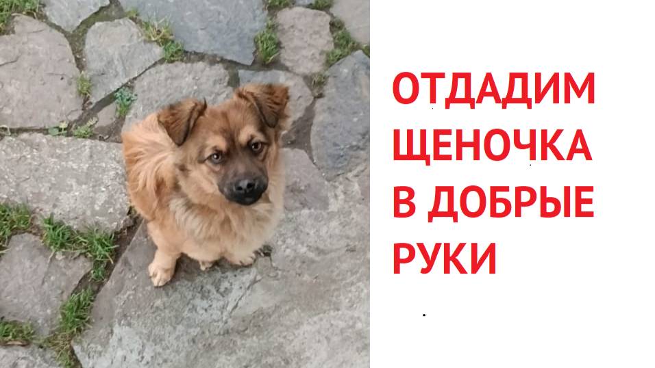 Отдадим щенка в добрые руки +7 (963) 295-69-69