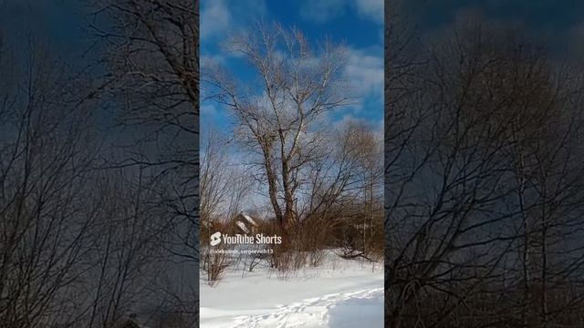 Скоро прилетят с юга скворцы