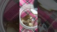 Мариную подберёзовики