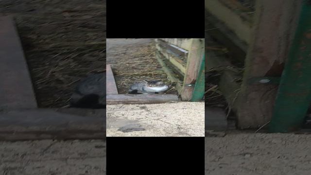 Пока гуси гуляют хозяюшка Лапа пошла проверить загон гусей