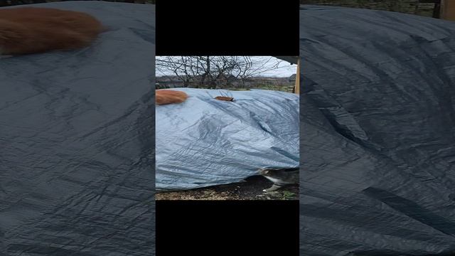 Хозяюшка Лапа гоняет рыжего кота Фокса 🐱