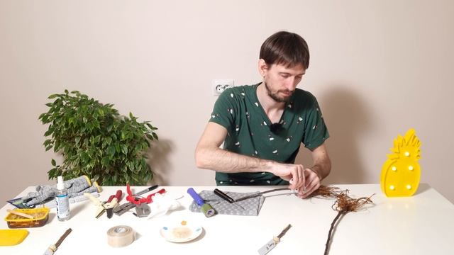 Эксперимент: прививка с стимулятором корнеобразования, результат.