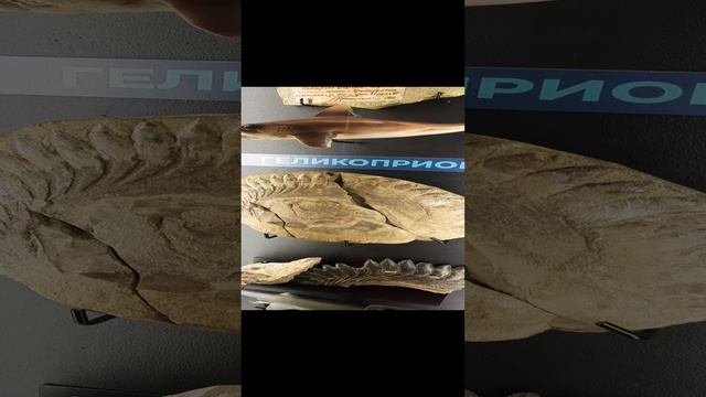 Древняя рыба😃гелиоприон окаменелости❤️