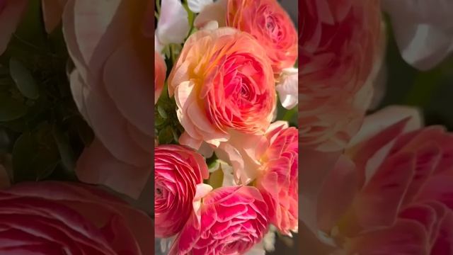 Красивые цветы 🌺
#Цветы