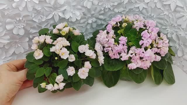 Фиалки трейлеры Pink Mint и DS-Сады Любви