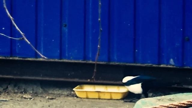 Сороки не дали поесть кошке