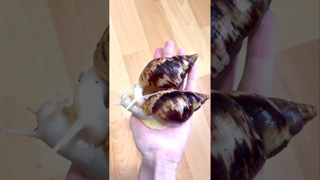 Giant african land snails