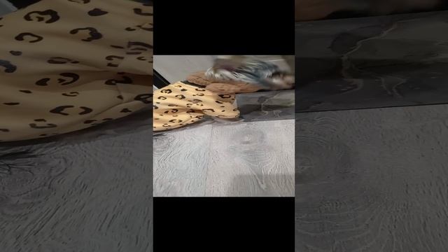 К прогулке готов