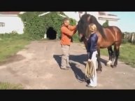 2016 Советский тяжеловоз Племзавод Починковский