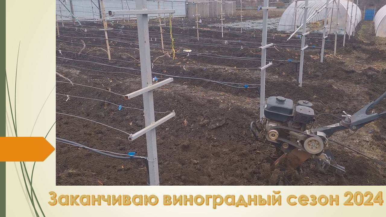 Виноградник укрыт, рыхлю междурядья и вношу удобрения. 1.12.2024