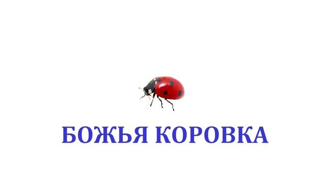 Насекомые. Запоминание слов для детей. Часть 1