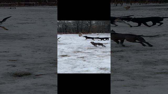 Щенок ВЕО 4 мес. - Валентлайф Шерритэ Шанз Элизэ - социализация в КЦ Сокольники.