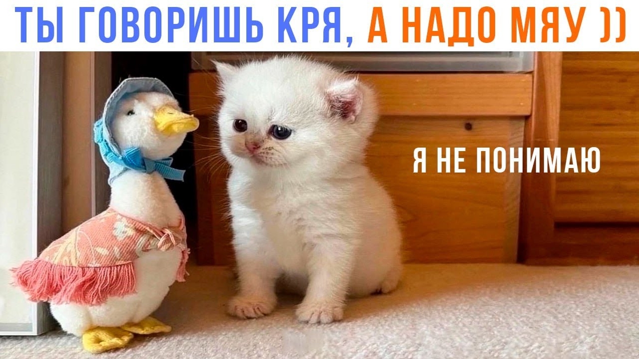 📹 ТЫ ГОВОРИШЬ КРЯ, А НАДО МЯУ! ))) | Приколы с котами | Мемозг 1526 
👤 #Alexey_Sova