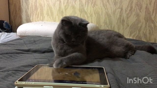 Кот играет в планшет