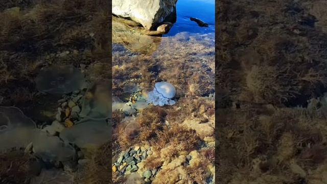 Медузы корнероты и аурелии.