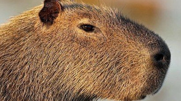 мой брат учит меня играть в Майнкрафт 1часть#