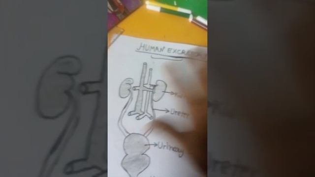 diagram of human excretory system and don't forget to rate me in comment box out of 10