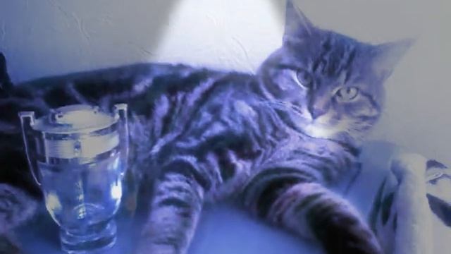 Мой кот Витас 😸😻