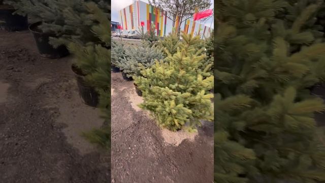 Новогодние ели